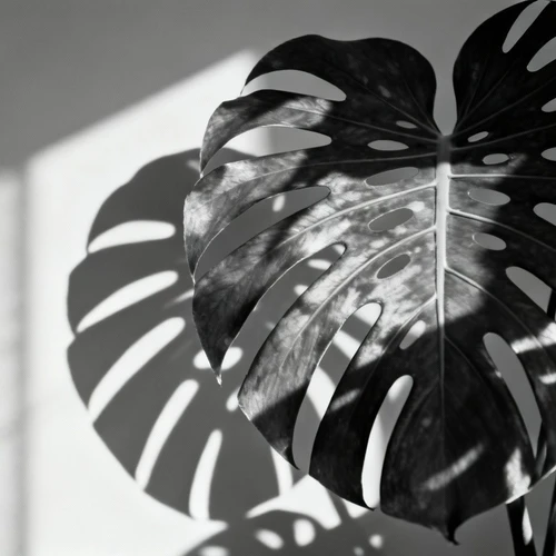 龟背竹叶片投影，斑驳光影效果，黑白灰度图，高对比度，用于叠加阴影