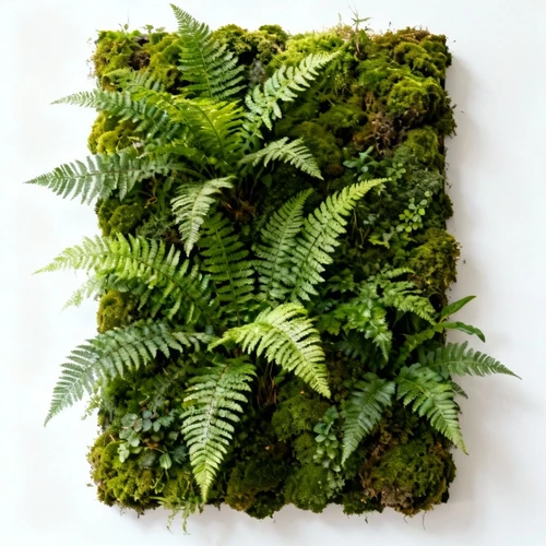 垂直绿植墙，茂密的蕨类植物和苔藓，充满生机，白色背景，正视拍摄，细节丰富