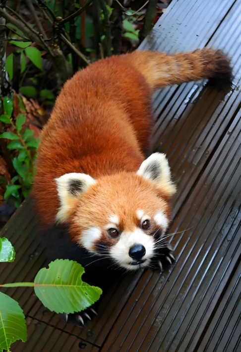 智能识别示例图片