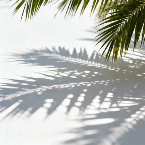 棕榈叶阴影，斑驳光影效果，边缘模糊，白色背景，自然光感